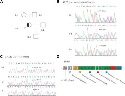 Integrative preimplantation genetic testing analysis for a Chinese family with hereditary spherocytosis caused by a novel splicing variant of SPTB